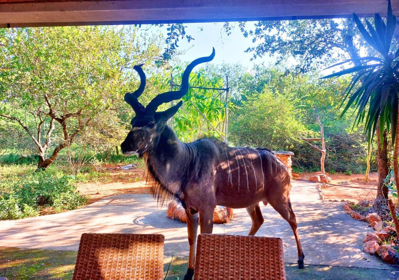 Lion King Holiday home *